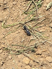 Bembix americana spinolae