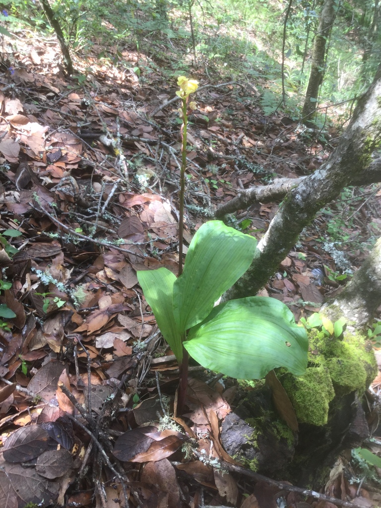 Govenia superba