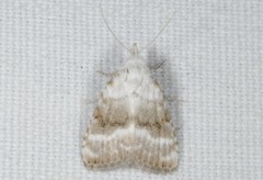 Meganola albula