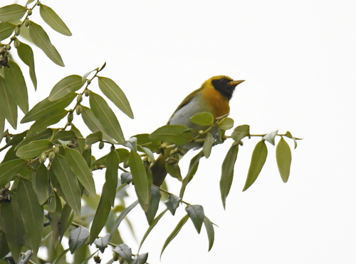 Guira Tanager (Hemithraupis guira), photo 7