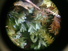 Hymenophyllum wilsonii