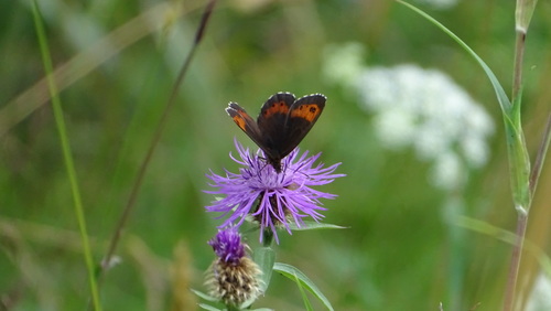 očkáň čiernohnedý (Erebia ligea)
