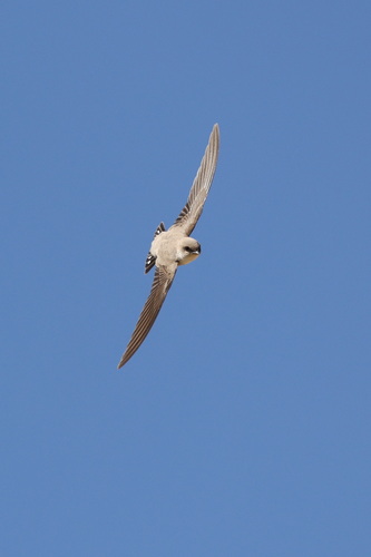 Pale Crag-Martin