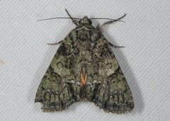 Polyphaenis sericata