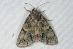 Polyphaenis sericata