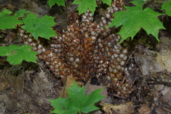 Conopholis americana