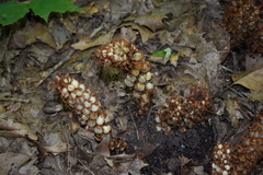 Conopholis americana