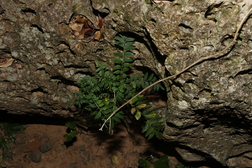 Clausena excavata
