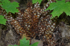 Conopholis americana