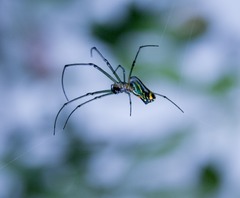 Leucauge argyrobapta