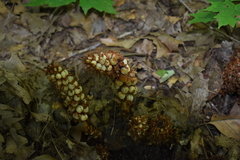 Conopholis americana