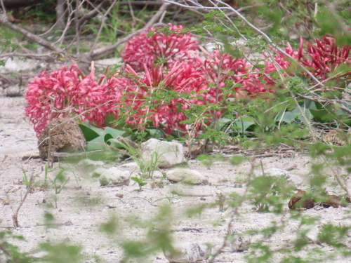 Ammocharis coranica