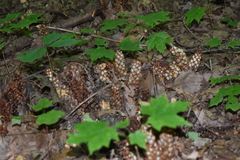 Conopholis americana