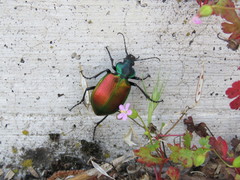 Calosoma sycophanta