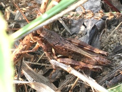 Melanoplus fasciatus