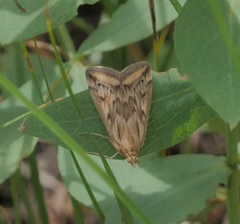 Loxostege cereralis