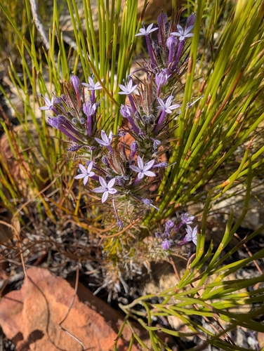 Purple Mercybell (Merciera tenuifolia)