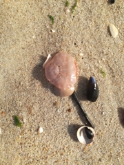 Polybius henslowii