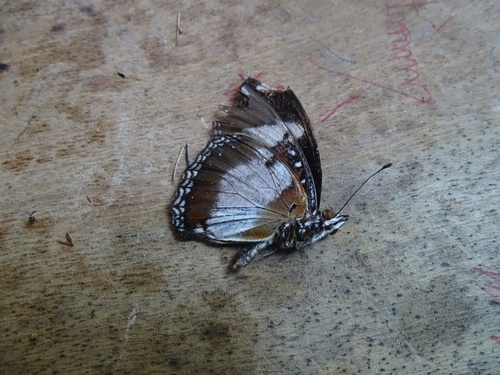 Danaid Eggfly