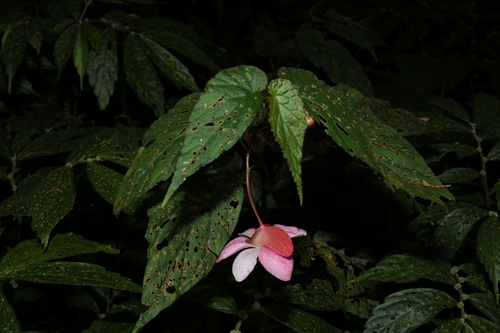 Bedding Begonia (Begonia ×)
