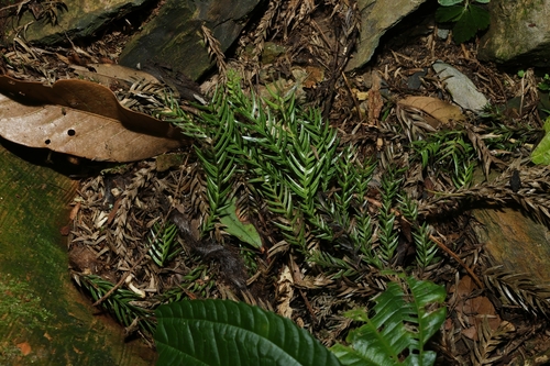 Taiwania cryptomerioides, photograph 3