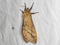 Oxycanus sirpus