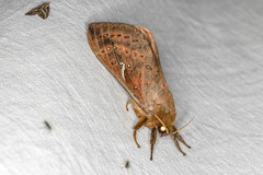 Oxycanus sirpus