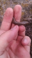 Plestiodon tetragrammus