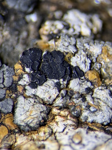 Carbonea vorticosa