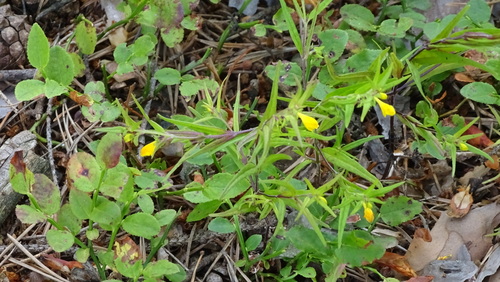 čermeľ lesný (Melampyrum sylvaticum)