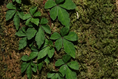 Image of Tetrastigma obtectum by (c) 林正文, some rights reserved (CC BY)