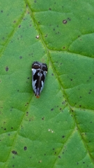 Dichomeris ochripalpella