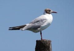 Chroicocephalus ridibundus