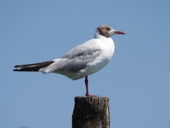 Chroicocephalus ridibundus