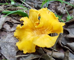 Entoloma parasiticum