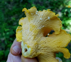 Entoloma parasiticum