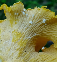 Entoloma parasiticum