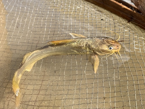 Madamango sea catfish (Cathorops spixii) — Ariidae