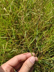 Paspalum vaginatum