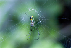 Leucauge argyrobapta