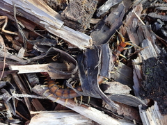 Cormocephalus rubriceps