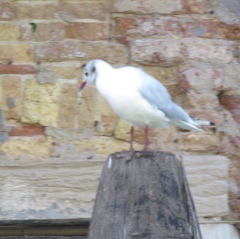 Chroicocephalus ridibundus