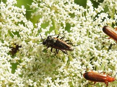 Brachyleptura brevis