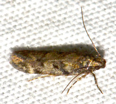 Chionodes thoraceochrella