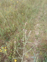 Centaurea arenaria