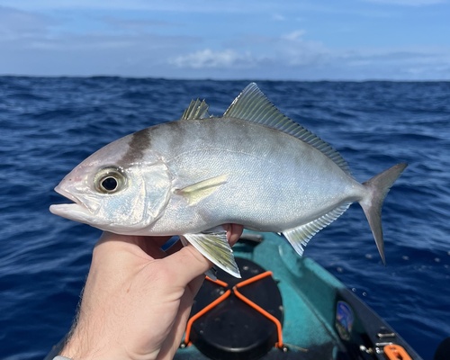 Amberjack (Seriola fasciata) — Carangidae — 2