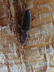 Cryptamorpha brevicornis