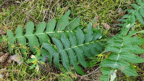 Vaskularne biljke (Tracheophyta)