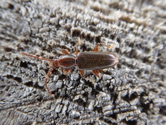 Cryptamorpha brevicornis