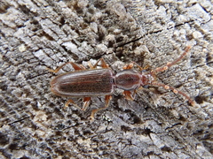 Cryptamorpha brevicornis